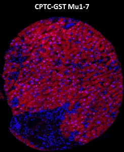Click to enlarge image Imaging mass cytometry on normal liver tissue core using CPTC-GST Mu1-7 metal-labeled antibody.  Data shows overlay of target protein signal (red) and DNA (blue). Dilution: 1:100 of 0.5mg/mL stock. Signal was also obtained in other normal tissues (testis, prostate, liver, colon, endometrium, appendix, pancreas, bone marrow, breast, kidney, lung, and placenta) and cancer tissues (breast, colon, prostate, lung, and ovarian).