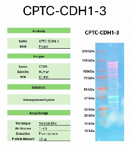 Click to enlarge image Western Blot of CPTC-CDH1-3 against the over-expressed lysate of CDH1. Expected MW is 97.4 KDa. The antibody does not detect a prominent band at the expected MW.