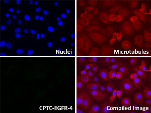 Click to enlarge image Immunofluorescence staining of HL-60 and NCI H226 cells using CPTC-EGFR-4 antibody (green).  NCI H226 cells show EGFR protein localization to the nucleus and cell membrane.