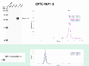 Click to enlarge image Automated WB using CPTC-YAP1-3 as primary antibody against the whole cell lysates of HeLa, MCF7, A549, SF-268 and EKVX. The antibody was able to detect the target protein in SF-268. The same cell lines were also tested with an anti-Cytochrome C antibodies, and they all express the protein.