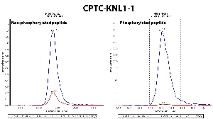 Click to enlarge image Immuno-MRM chromatogram of CPTC-KNL1-1 antibody (see CPTAC assay portal for details: https://assays.cancer.gov/CPTAC-5923 for non-phosphorylated peptide and https://assays.cancer.gov/CPTAC-5924  for phosphorylated peptide)
Data provided by the Paulovich Lab, Fred Hutch (https://research.fredhutch.org/paulovich/en.html). Data shown were obtained from cell lysate.