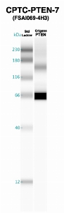 Click to enlarge image Western Blot using CPTC-PTEN-7 as primary Ab against recombinant PTEN (lane 2). Also included are molecular wt. standards (lane 1).