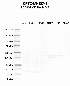Click to enlarge image Western blot using CPTC-MKI67-4 as primary antibody against HeLa (lane 1), Jurkat (lane 2), A549 (lane 3), MCF7 (lane 4), H226 (lane 5) and PBMC (lane 6) whole cell lysates.  Expected molecular weight > 250 kDa.  Molecular weight standards are also included.