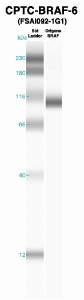 Click to enlarge image Western Blot using CPTC-BRAF-6 as primary Ab against recombinant BRAF (lane 2). Also included are molecular wt. standards (lane 1).