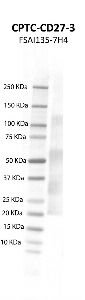 Click to enlarge image Western blot using CPTC-CD27-3 as primary antibody against human CD27 molecule (CD27) recombinant protein (lane 2).  Expected molecular weight - 26.9 kDa.  Molecular weight standards are also included (lane 1).