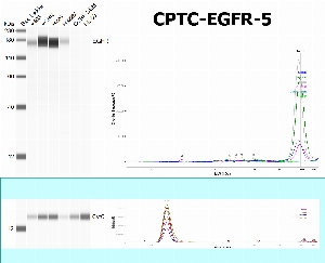 Click to enlarge image SW using CPTC-EGFR-5 as primary antibody against the whole lysates of A498, ACHN, H226, H322M, CCRF-CEM and HL-60. The antibody is able to recognize the endogenous protein in  A498, ACHN, H226 and H322M.