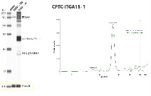 Click to enlarge image Immuno-precipitation performed using CPTC-ITGA11-1 as capture antibody against human mesenchymal stem cell (hMSC). Eluate was tested in automated western blot using the same CPTC_ITGA11-1 as detection antibody. The target protein was detected only in the whole lysate (lane hMSC – SM), and not in the IP eluate (lane hMSC – IP).