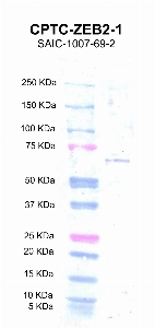 Click to enlarge image Western Blot using CPTC-ZEB2-1 as primary antibody against recombinant ZEB2 protein domain comprising amino acids 647-1214 (lane 2) with expected MW of 58.1 KDa. Molecular weight standards are also included (lane 1).