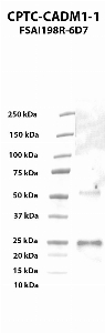 Click to enlarge image Western blot using CPTC-CADM1-1 as primary antibody against human cell adhesion molecule 1 (CADM1), transcript variant 1, recombinant protein (lane 2).  Expected molecular weight - 48.3 kDa.  Molecular weight standards are also included (lane 1).