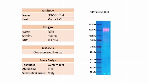 Click to enlarge image Western blot using CPTC-EGFR-4 of recombinant EGFR in over-expressed lysate. The antibody is able to detect the target protein. Expected MW is 134 KDa.