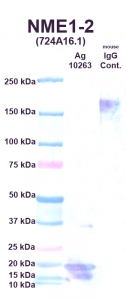 Click to enlarge image Western Blot using CPTC-NME1-2 as primary Ab against NME1 (Ag 10263) (lane 2). Also included are molecular wt. standards (lane 1) and mouse IgG control (lane 3).