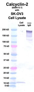Click to enlarge image Western Blot using CPTC-Calcyclin-2 as primary Ab against cell lysate from SK-OV3 cells (lane 2). Also included are molecular wt. standards (lane 1) and mouse IgG control (lane 3).