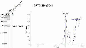Click to enlarge image Automated western blot using CPTC-2MeSCe-1 as primary antibody against BSA conjugated Itaconate and BSA (negative control). The antibody is able to recognize the BSA conjugated Itaconate, without any crossreactivity with BSA.