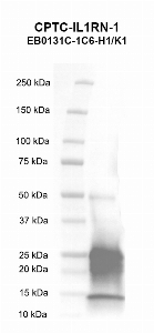 Click to enlarge image Western blot using CPTC-IL1RN-1 as primary antibody against human interleukin 1 receptor antagonist (IL1RN), transcript variant 1 recombinant protein (lane 2).  Expected molecular weight - 17.1 kDa.  Molecular weight standards are also included (lane 1).