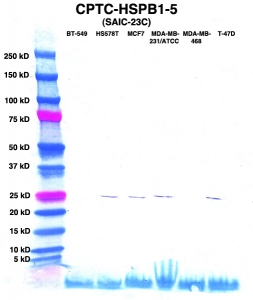 Click to enlarge image Western Blot using CPTC-HSPB1-5 as primary Ab against lysates from six breast cancer cell lines from the NCI60 cell line collection (lanes 2-7). Also included are molecular wt. standards (lane 1).