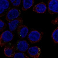 Click to enlarge image Results provided by the Human Protein Atlas (www.proteinatlas.org). The subcellular location is supported by literature. Immunofluorescent staining of human cell line THP-1 shows localization to lipid droplets. Human assay: THP-1 fixed with PFA, dilution: 1:100
Human assay: U2OS fixed with PFA, dilution: 1:100