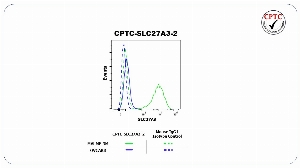 Click to enlarge image Flow cytometric analysis of Long-chain fatty acid transport protein 3 (SLC27A3) expression using CPTC-SLC27A3-2 mouse monoclonal antibody. MALME-3M cells were fixed, permeabilized, and then stained with CPTC-SLC27A3-2 (solid green) or concentration-matched mouse isotype control (dashed green) antibodies. OVCAR8 cells were fixed, permeabilized, and then stained with CPTC-SLC27A3-2 (solid blue) or concentration-matched mouse isotype control (dashed blue) antibodies. A BV421 conjugated goat anti-mouse IgG was used as a secondary antibody. All data were analyzed using FlowJo.