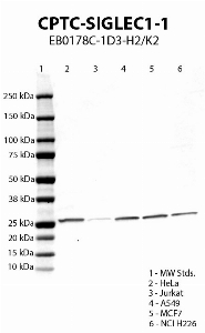 Click to enlarge image Western blot using CPTC-SIGLEC1-1 as primary antibody against HeLa (lane 2), Jurkat (lane 3), A549 (lane 4), MCF7 (lane 5) and NCI H226 (lane 6) cell lysates.  Expected molecular weight 182 kDa.  Molecular weight standards (MW Stds.) are also included (lane 1).  Inconclusive data. Not expected molecular weight.