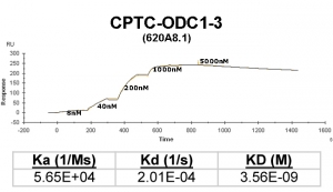 Click to enlarge image Kinetic titration data for ODC1-3 Ab (615A3.1) using Biacore SPR method
