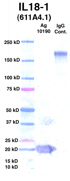 Click to enlarge image Western Blot using CPTC-IL18-1 as primary Ab against Ag 10190 (lane 2). Also included are molecular wt. standards (lane 1) and mouse IgG control (lane 3).