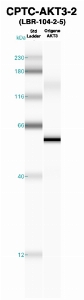 Click to enlarge image Western Blot using CPTC-AKT3-2 as primary Ab against recombinant AKT3 (lane 2). Also included are molecular wt. standards (lane 1).