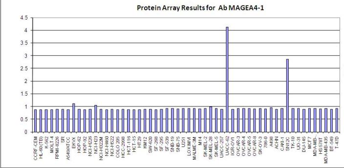 Click to enlarge image Protein Array in which CPTC-MAGEA4-1 is screened against the NCI60 cell line panel for expression. Data is normalized to a mean signal of 1.0 and standard deviation of 0.5.