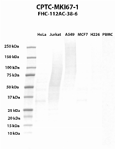 Click to enlarge image Western blot using CPTC-MKI67-1 as primary antibody against HeLa (lane 1), Jurkat (lane 2), A549 (lane 3), MCF7 (lane 4), H226 (lane 5) and PBMC (lane 6) whole cell lysates. Expected molecular weight is > 250 kDa.  Molecular weight standards are also included.