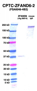 Click to enlarge image Western Blot using CPTC-ZFAND6-2 as primary Ab against ZFAND6 (rAg 00014) (lane 2). Also included are molecular wt. standards (lane 1) and mouse IgG control (lane 3).