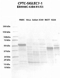 Click to enlarge image Western blot using CPTC-SIGLEC7-1 as primary antibody against PBMC (lane 2), HeLa (lane 3), Jurkat (lane 4), A549 (lane 5), MCF7 (lane 6), and NCI-H226 (lane 7) whole cell lysates.  Expected molecular weight - 51.1 kDa, 41.2 kDa, 16.8 kDa, and 16.7 kDa.  Molecular weight standards are also included (lane 1). PBMC is positive.  All other cell lines are negative.