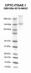 Click to enlarge image Western blot using CPTC-ITGAE-1 as primary antibody against human integrin, alpha E (antigen CD103, mucosal lymphocyte antigen 1; alpha polypeptide) (ITGAE) recombinant protein (lane 2). Expected molecular weight - 128.1 kDa. 
Molecular weight standards are also included (lane 1).