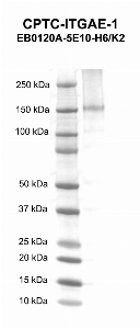 Click to enlarge image Western blot using CPTC-ITGAE-1 as primary antibody against human integrin, alpha E (antigen CD103, mucosal lymphocyte antigen 1; alpha polypeptide) (ITGAE) recombinant protein (lane 2). Expected molecular weight - 128.1 kDa. 
Molecular weight standards are also included (lane 1).