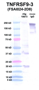 Click to enlarge image Western Blot using CPTC-TNFRSF9-3 as primary Ab against TNFRSF9 (rAg 10673) in lane 2. Also included are molecular wt. standards (lane 1) and mouse IgG control (lane 3).