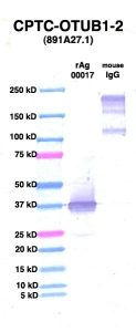 Click to enlarge image Western Blot using CPTC-OTUB1-2 as primary Ab against OTUB1 (rAg 00017) (lane 2). Also included are molecular wt. standards (lane 1) and mouse IgG control (lane 3).
