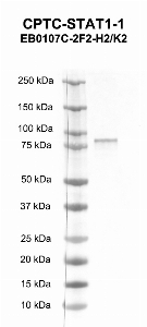 Click to enlarge image Western blot using CPTC-STAT1-1 as primary antibody against human signal transducer and activator of transcription 1, (STAT1), transcript variant alpha
recombinant protein (lane 2). Expected molecular weight - 87.2 kDa.  Molecular weight standards are also included (lane 1).