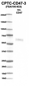 Click to enlarge image Western Blot using CPTC-CD47-3 as primary Ab against rec. CD47 (rAg 00271) (lane 2). Also included are molecular wt. standards (lane 1)