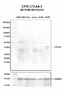 Click to enlarge image Western blot using CPTC-CTLA4-3 as primary antibody against whole cell lysates CCRF-CEM (lane 2), HeLa (lane 3), Jurkat (lane 4), K-562 (lane 5), and MCF7 (lane 6). Molecular weight standards are also included. The expected molecular weights are 24.7 kDa, 6.6 kDa, 6.7 kDa, 8.9 kDa, and 19.1 kDa. MCF7 is presumed positive. All other cell lines are negative. CTLA4 is subject to glycosylation which can affect its migration in electrophoresis. This can make the target appear as a higher molecular weight protein.