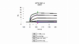 Click to enlarge image Affinity and binding kinetics of CPTC-YAP1-3 and mouse YAP1 full length recombinant protein were measured using surface plasmon resonance.  Mouse YAP1 full length recombinant protein was amine coupled onto a Series S CM5 biosensor chip. CPTC-YAP1-3 mouse antibody at 1024 nM, 256 nM, 64 nM, 16 nM, 4 nM, 1 nM, 0.25 nM, and 0.0625 nM was used as analyte. All data were double referenced and analyzed globally using a bivalent fitting model.