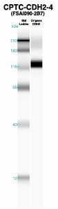 Click to enlarge image Western Blot using CPTC-CDH2-4 as primary Ab against recombinant CDH2 (lane 2). Also included are molecular wt. standards (lane 1).