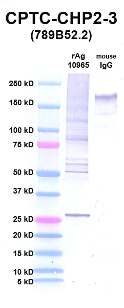 Click to enlarge image Western Blot using CPTC-CHP2-3 as primary Ab against CHP2 (rAg 10965) in lane 2. Also included are molecular wt. standards (lane 1) and mouse IgG control (lane 3).