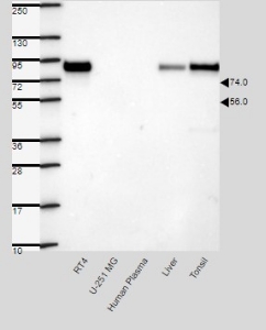 Click to enlarge image Results provided by the Human Protein Atlas (www.proteinatlas.org). Single band corresponding to the predicted size in kDa (+/-20%). Analysis performed using a standard panel of samples. Antibody dilution: 1:500