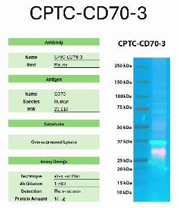 Click to enlarge image Western Blot of CPTC-CD70-3 against the over-expressed lysate of CD70. Expected MW is 21.1 KDa. The antibody detected the target protein.