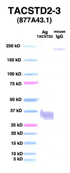 Click to enlarge image Western Blot using CPTC-TACSTD2-3 as primary Ab against TDP2 (rAg 00007) (lane 2). Also included are molecular wt. standards (lane 1) and mouse IgG control (lane 3).