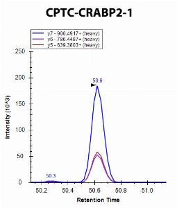 Click to enlarge image iMRM screening of CPTC-CRABP2-1 against synthetic peptide SENFEELLK (Cellular Retinoic Acid Binding Protein 2 Peptide 1)

Data provided by the Carr Lab, Broad Institute
https://www.broadinstitute.org/proteomics/protocols