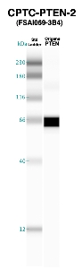 Click to enlarge image Western blot of CPTC-PTEN-2 antibody with recombinant PTEN.