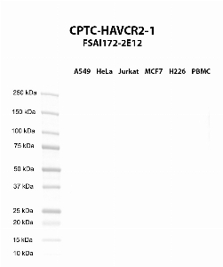 Click to enlarge image Western blot using CPTC-HAVCR2-1 as primary antibody against A549 (lane 2), HeLa (lane 3), Jurkat (lane 4), MCF7 (lane 5), H226 (lane 6), and PBMC (lane 7) whole cell lysates.  Expected molecular weight - 33.4 kDa and 16.1 kDa.  Molecular weight standards are also included (lane 1).