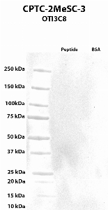 Click to enlarge image Western blot using CPTC-2MeSCe-3 as primary antibody against BSA conjugated Itaconate and BSA (negative control). The antibody is not able to recognize the BSA conjugated Itaconate, and shows no cross-reactivity with BSA.