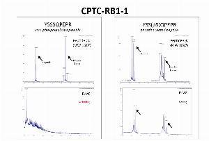 Click to enlarge image IPMS results for CPTC-RB1-1 with cysteinylated peptides YSSSQPEPR and YSS(pS)QPEPR. The antibody is able to pull down specifically the phosphorylated peptide.