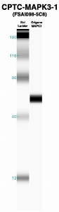 Click to enlarge image Western Blot using CPTC-MAPK3-1 as primary Ab against recombinant MAPK3-1 (lane 2). Also included are molecular wt. standards (lane 1).