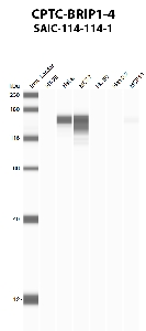 Click to enlarge image Automated western blot using CPTC-BRIP1-4 as primary antibody against HT-29 (lane 2), HeLa (lane 3), MCF7 (lane 4), HL-60 (lane 5), Hep G2 (lane 6), and MCF7 (lane 7) whole cell lysates.  Expected molecular weight - 141 kDa and 112 kDa.  Molecular weight standards are also included (lane 1).