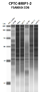 Click to enlarge image Automated western blot using CPTC-BRIP1-2 as primary antibody against HT-29 (lane 2), HeLa (lane 3), MCF7 (lane 4), HL-60 (lane 5), Hep G2 (lane 6), and MCF7 (lane 7) whole cell lysates.  Expected molecular weight - 141 kDa and 112 kDa.  Molecular weight standards are also included (lane 1).